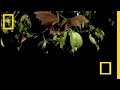 Vampire Bat vs Wrinkle Bat