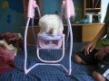 videos de westipoo in a baby rocker
