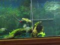 piranhas vs bullhead