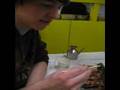 Eating-a-catarpillar