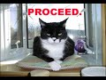 Dan Balan - Crazy Loop -  LOLCATS