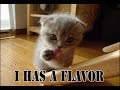 dan balan   crazy loop    lolcats