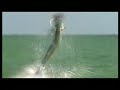 Big Game Fishing Club France Big Game Fishing Club France