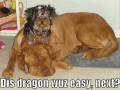 videos de das.wmv