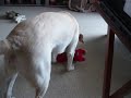 Boomer playing with her bottle buddy