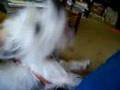 Fluffems, a specimen of the species Canis subgenius