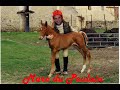 Le Poulain Le Poulain