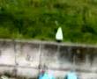 videos de esplosione bottiglia con acido muriatico