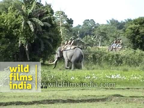Tigre - Un tigre attaque un homme sur un éléphant un tigre attaque un homme sur un éléphant !! ataque de tigre a turistas Ataque de tigre Ataque do Tigre Ataque de t...