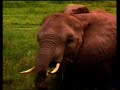 Ep 20 Wildlife Warriors  African Elephants