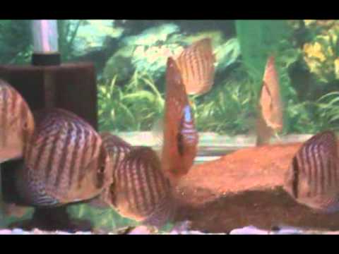 Watch "AquaTube"