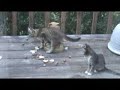Kittens Raiding The Hazelnut Idol