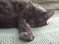 videos de Buster wags
