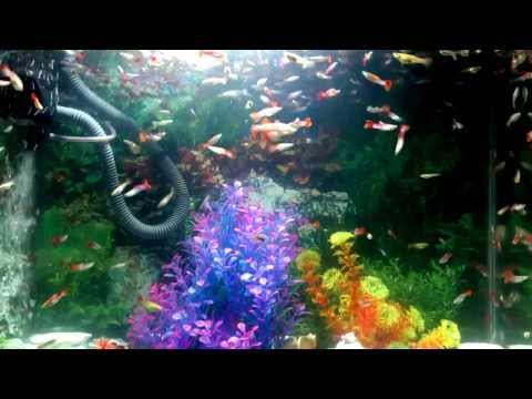 an introduction to the natural population of guppies This overlap coupled with a population decrease since introduction (2015) population genomics of natural and experimental populations of guppies. an introduction to the natural population of guppies This overlap coupled with a population decrease since introduction (2015) population genomics of natural and experimental populations of guppies.