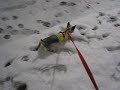 My Dogs Playing in the Vegas Snow My Dogs Playing in the Vegas Snow