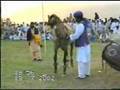Horse Dancing in Pakistan- Awan Club Sultan HAQ BAHU (5-6)