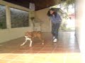 Zeus o pit bull