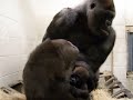 Gorilla Family Playing at the Little Rock Zoo Gorilla Family Playing at the Little Rock Zoo