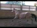 Stormy! My Old Appaloosa Buckskin mare Stormy! My Old Appaloosa Buckskin mare
