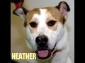 Newark NJ Humane Society Dogs Foe Adoption Newark NJ Humane Society Dogs Foe Adoption