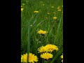 Gra Stanis?aw Santor - Souvenir C. Anio?kiewicza.wmv