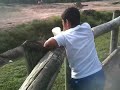 Misael Checking Out the Rhinos and Elephants at the Cameron
