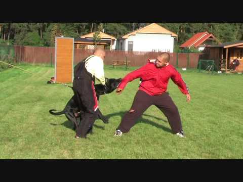 bandog
