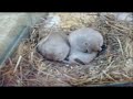 visite en animalerie