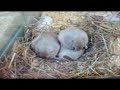 visite en animalerie