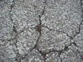 Dock Spider Dock Spider