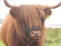 Highland Cow