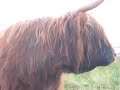Highland Cow