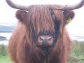 Highland Cow