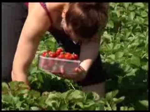 how to grow raspberries in mn