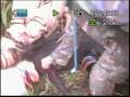 PIG HUNTING IN PARADISE 5 PIG HUNTING IN PARADISE 5