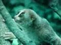 mokeys 2