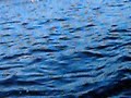 Caribouswimming near boughwiffin lodge