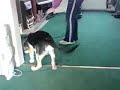 Alsation Puppy Attacking a hoover