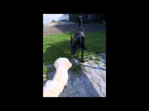 Youtube Video RCtRuit2-dc