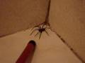 Aranha Armadeira 2
