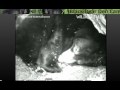 Installing camera at Ely, MN Live Black Bear Den webcam