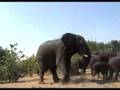 Eelephants of Chobe National Park in Botswana