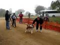 videos de Kodi at the veterans class start Sled Dog Shield