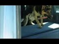 Vecktor - Protection Dog For Sale Vecktor - Protection Dog For Sale