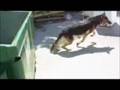 Vecktor - Protection Dog For Sale