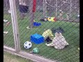Ethan the Gibbon wearing a Pillow case!