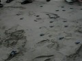 Olive Ridley hatching Chennai SSTCN Hatchery Besant Nagar Olive Ridley hatching Chennai SSTCN Hatchery Besant Nagar