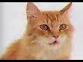 Adrian Belew - Japanese Commercial I