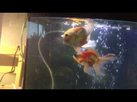 how to cure swim bladder in a goldfish