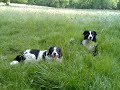 tara-border-collie.html